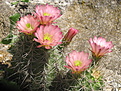 coccineus SB 236 Jarilla Mts, NM