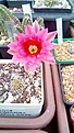 Echinocereus gentryi