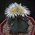 A. myriostigma v. nudum (R. Mey)