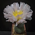 Tephrocactus geometricus