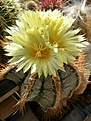 Astrophytum ornatum