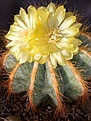 Eriocactus magnificus