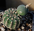 Gymnocalycium bruchii WR 567a