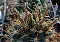 Gymnocalycium neuhuberii VS8