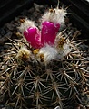 Islaya copiapoides