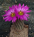 Echinocereus bristolii pseudopectinatus SB463