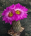 Echinocereus pectinatus wenigeri HK1961