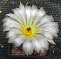 Echinocereus rigidissimus rubispinus 'albiflorus" L088