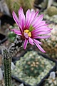 Echinocereus zopilotensis