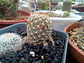 Mammillaria multidigitata