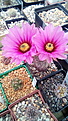 Echinocereus chisosensis subsp. fobeanus HK 303