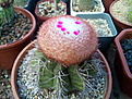 Melocactus concinnus