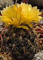 Coryphantha echinoidea