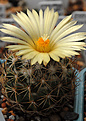 Coryphantha delicatha