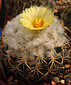 Coryphantha  retusa