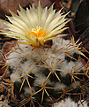 Coryphantha pycnacantha