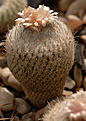 Epithelantha  pachyrhiza