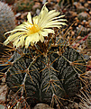 Astrophytum  ornatum