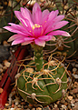 Gymnocalycium  denudatum cv. Jan schuba,