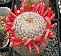 Mammillaria magallanii SB1017