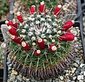 Mammillaria uncinata SB316