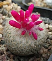 Epithelantha micromeris P521