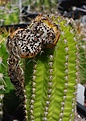 Trichocereus hybr