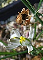 Albuca humilis