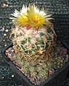 Coryphantha sulcolanata