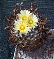 Coryphantha gladiispina