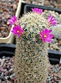 Coryphantha (Esc.) hendricksonii SB1016