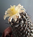 Copiapoa tenuissima 2020