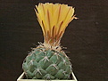 Coryphantha scolymoides