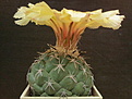 Coryphantha scolymoides