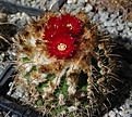 Parodia schwebsiana