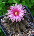 Pyrrhocactus flocossus