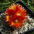 Parodia nivosa SE46