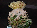 Coryphantha conimamma