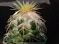 Coryphantha poselgeriana