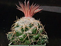 Coryphantha poselgeriana