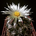 Coryphantha pychacantha