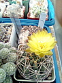 Gymnocalycium uruguayense