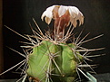 Gymnocalycium paediophillum