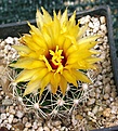 Coryphantha sulcata / Travis Co, TX