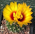 Coryphantha roederiana SB1143