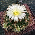 Coryphantha delaetiana KKR337