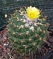 Coryphantha longicornis