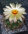 Coryphantha pallida RS874