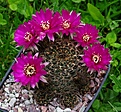 Lobivia tigeliana castanea R499