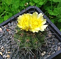 Copiapoa calderana